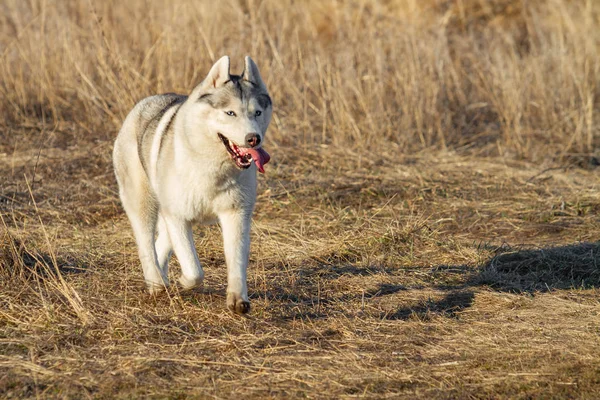 可爱和快乐的狗品种西伯利亚哈斯基的肖像与吨挂出运行在明亮的黄色秋天森林。可爱的灰色和白色的哈斯基狗在金色的秋天森林 — 图库照片