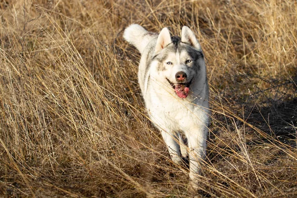 Portret van schattige en gelukkige hondenras Siberische Husky met tonque opknoping uit te lopen in de heldere gele herfst bos. Schattige grijze en witte husky hond in de Golden Fall forest Rechtenvrije Stockfoto's