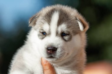 Küçük Sibirya Husky köpek yavrusu açık havada
