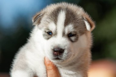 Küçük Sibirya Husky köpek yavrusu açık havada