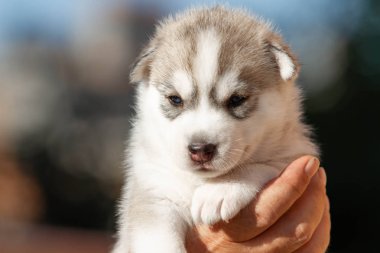 Küçük Sibirya Husky köpek yavrusu açık havada