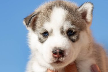 Küçük Sibirya Husky köpek yavrusu açık havada