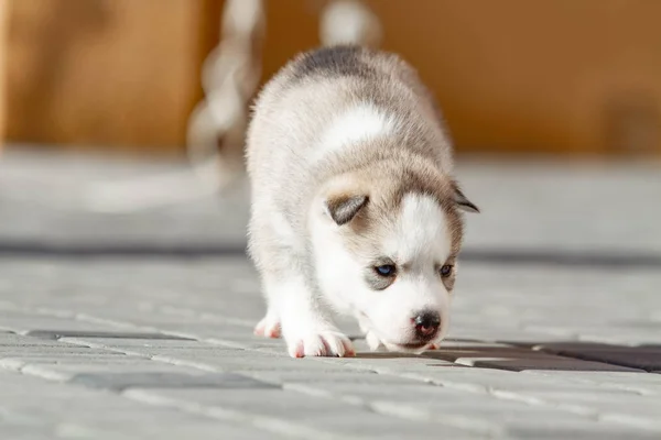 Lilla Siberian Husky valp utomhus — Stockfoto