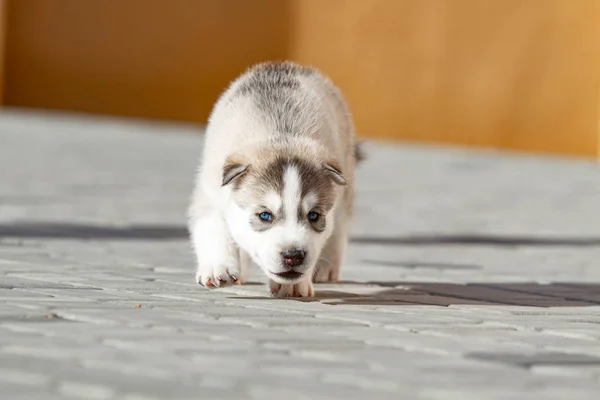 Lilla Siberian Husky valp utomhus — Stockfoto