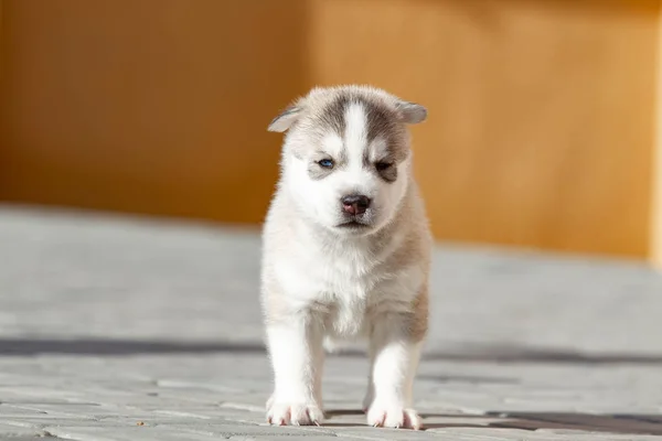 屋外の小さなシベリアハスキー子犬 — ストック写真