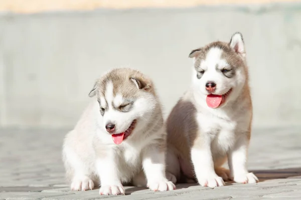 屋外で2つの小さなシベリアハスキー子犬 — ストック写真