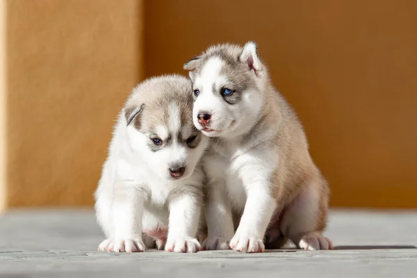 Dua anjing Husky Siberia Kecil di luar ruangan — Stok Foto