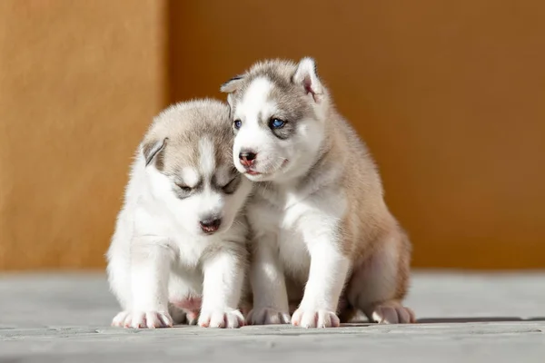 Два маленьких сибирских щенка Хаски на открытом воздухе — стоковое фото