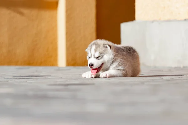 Pequeno cachorro Husky siberiano ao ar livre — Fotografia de Stock