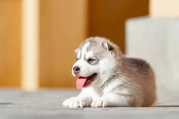 Lilla Siberian Husky valp utomhus — Stockfoto