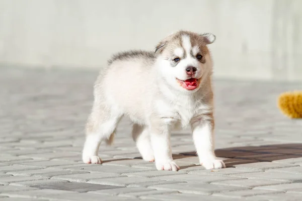 Pequeño cachorro Husky siberiano al aire libre —  Fotos de Stock