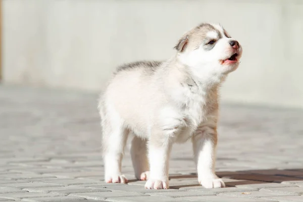 Pequeno cachorro Husky siberiano ao ar livre — Fotografia de Stock