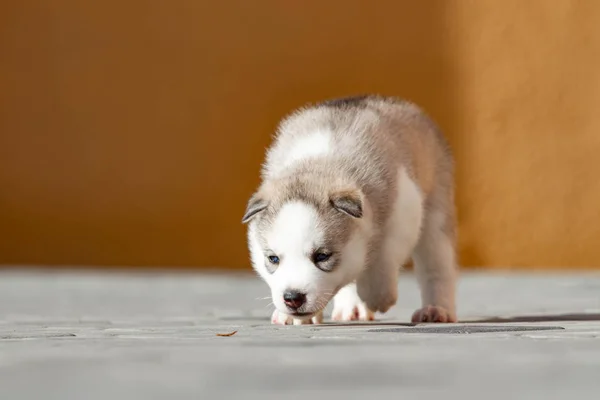 Mały syberyjski Husky szczeniak na dworze — Zdjęcie stockowe