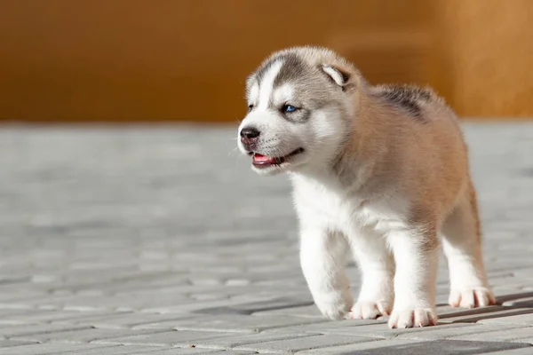 屋外の小さなシベリアハスキー子犬 — ストック写真