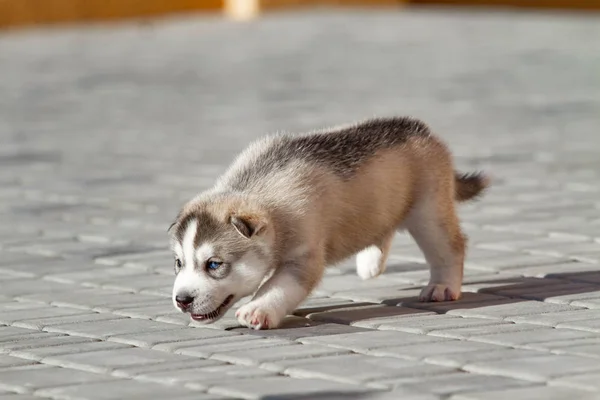 Kleine Siberische Husky puppy buitenshuis — Stockfoto