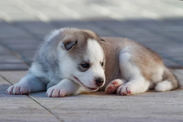 Kleine Siberische Husky puppy buitenshuis — Stockfoto