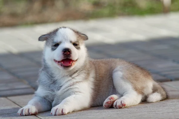 Lilla Siberian Husky valp utomhus — Stockfoto