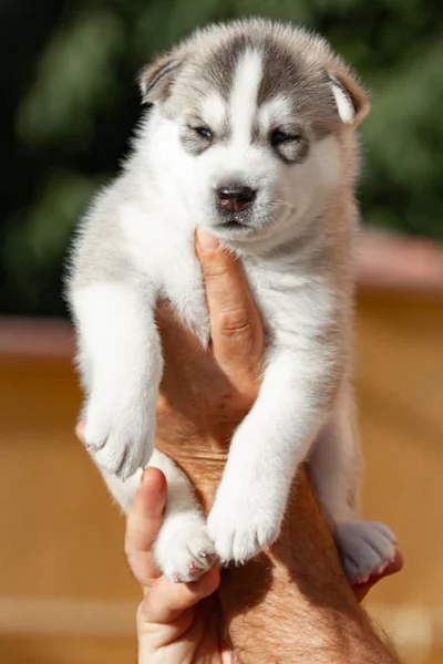 Pequeno cachorro Husky siberiano ao ar livre — Fotografia de Stock