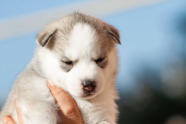 Little Siberian Husky puppy outdoors — Stock Photo, Image