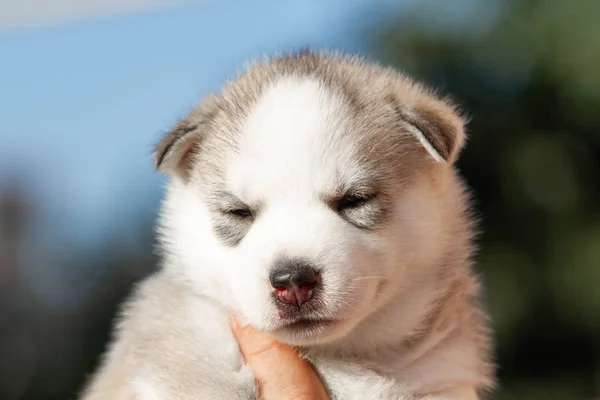 Piccolo cucciolo siberiano Husky all'aperto — Foto Stock