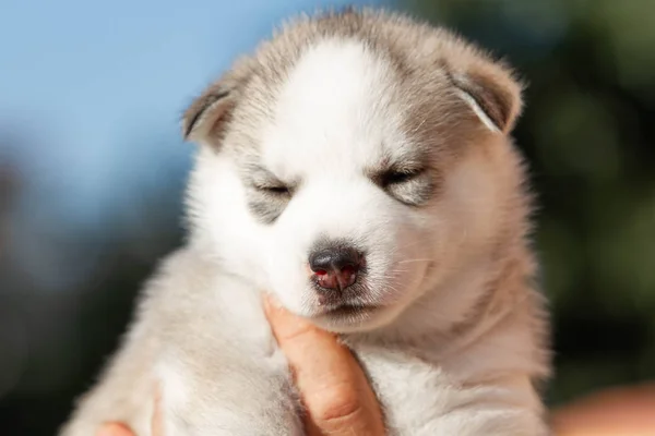 Little Siberian Husky puppy outdoors — Stock Photo, Image