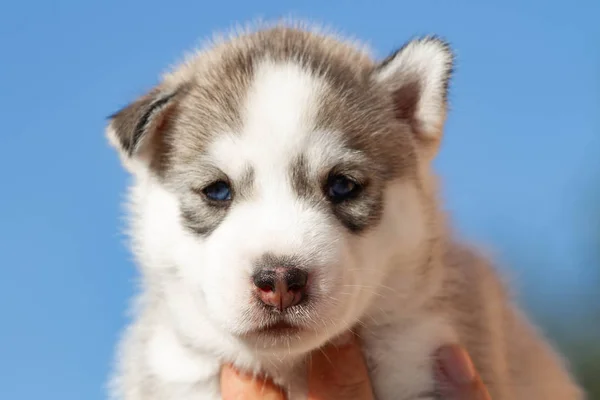 屋外の小さなシベリアハスキー子犬 — ストック写真