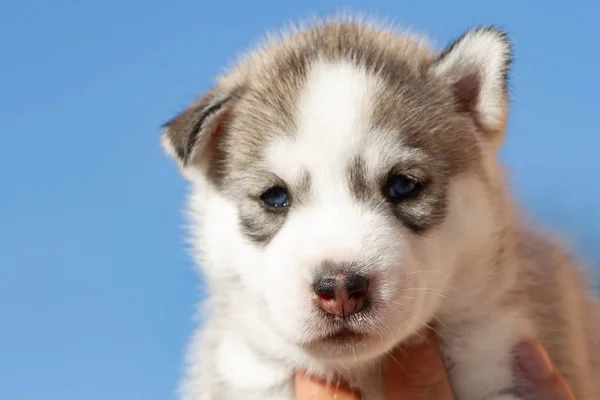 Küçük Sibirya Husky köpek yavrusu açık havada — Stok fotoğraf