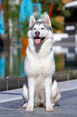 Olgun bir Sibirya husky dişi köpek büyük bir havuz yakınında oturuyor. Arka plan mavi. Bir kaltağın gri, beyaz kürkü ve mavi gözleri vardır. İleriye bakıyor..