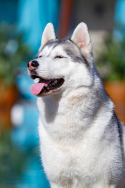 Olgun bir Sibirya husky dişi köpek büyük bir havuz yakınında oturuyor. Arka plan mavi. Bir kaltağın gri, beyaz kürkü ve mavi gözleri vardır. İleriye bakıyor..