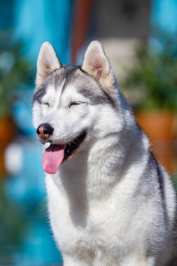 Olgun bir Sibirya husky dişi köpek büyük bir havuz yakınında oturuyor. Arka plan mavi. Bir kaltağın gri, beyaz kürkü ve mavi gözleri vardır. İleriye bakıyor..