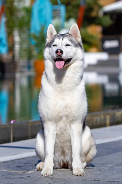 성숙한 시베리아 허스키 여성 개는 큰 수영장 근처에 앉아있다. 배경은 파란색입니다. 암컷은 회색과 흰색 모피와 푸른 눈을 가지고있다. 그녀는 앞을 내다본다.. — 스톡 사진
