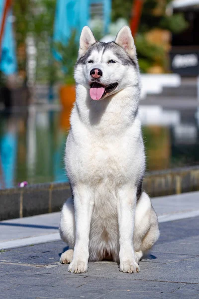 A mature Siberian husky female dog is sitting near a big pool. The background is blue. A bitch has grey and white fur and blue eyes. She looks forward. — Stock Photo, Image