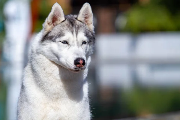 Взрослая сибирская хаски-собака сидит у большого бассейна. Фон синий. У сучки серый, белый мех и голубые глаза. Она смотрит вперед. . — стоковое фото