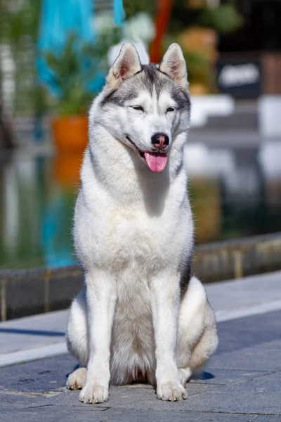 Una hembra hembra hembra siberiana madura está sentada cerca de una gran piscina. El fondo es azul. Una perra tiene piel gris y blanca y ojos azules. Ella mira hacia adelante . —  Fotos de Stock