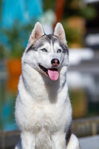 一只成熟的西伯利亚哈斯基雌性狗正坐在一个大游泳池附近。背景为蓝色。婊子有灰色和白色的毛皮和蓝眼睛。她向前看. — 图库照片