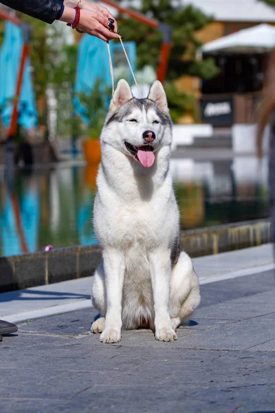 Una hembra hembra hembra siberiana madura está sentada cerca de una gran piscina. El fondo es azul. Una perra tiene piel gris y blanca y ojos azules. Ella mira hacia adelante . —  Fotos de Stock