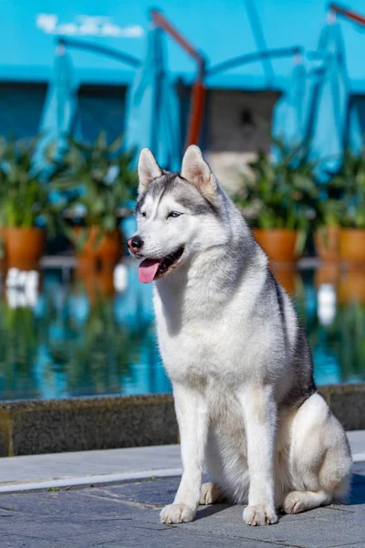 成熟したシベリアハスキーの雌犬が大きなプールの近くに座っています。背景は青です。雌犬は灰色と白い毛皮と青い目をしています。彼女は楽しみにしている. — ストック写真