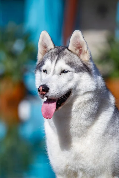 Un maturo cane Siberiano husky femmina è seduto vicino a una grande piscina. Lo sfondo è blu. Una stronza ha la pelliccia grigia e bianca e gli occhi azzurri. Non vede l'ora. . — Foto Stock