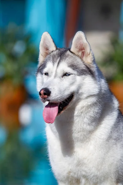 Una hembra hembra hembra siberiana madura está sentada cerca de una gran piscina. El fondo es azul. Una perra tiene piel gris y blanca y ojos azules. Ella mira hacia adelante . —  Fotos de Stock