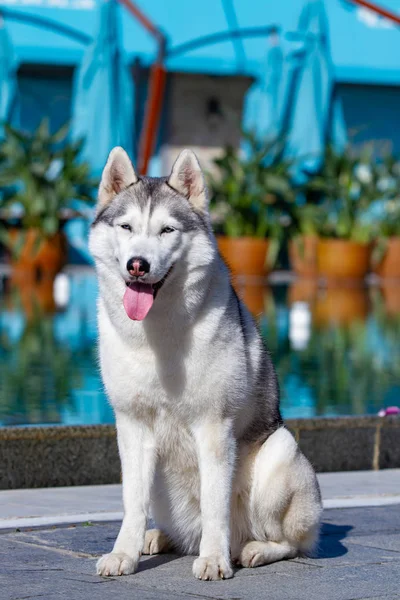 Una hembra hembra hembra siberiana madura está sentada cerca de una gran piscina. El fondo es azul. Una perra tiene piel gris y blanca y ojos azules. Ella mira hacia adelante . —  Fotos de Stock