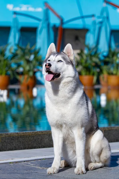 Olgun bir Sibirya husky dişi köpek büyük bir havuz yakınında oturuyor. Arka plan mavi. Bir kaltağın gri, beyaz kürkü ve mavi gözleri vardır. İleriye bakıyor.. — Stok fotoğraf