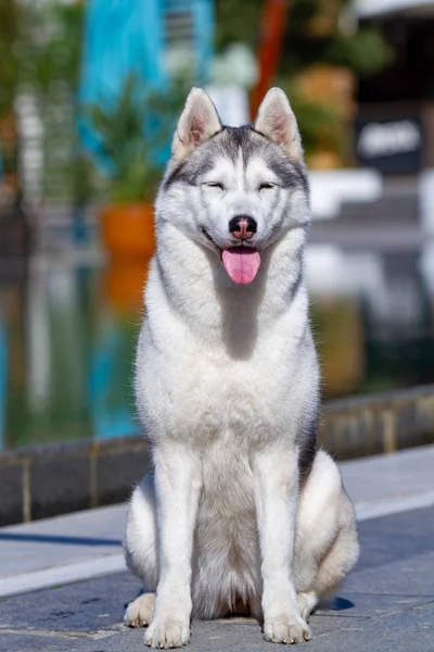 Olgun bir Sibirya husky dişi köpek büyük bir havuz yakınında oturuyor. Arka plan mavi. Bir kaltağın gri, beyaz kürkü ve mavi gözleri vardır. İleriye bakıyor.. - Stok İmaj