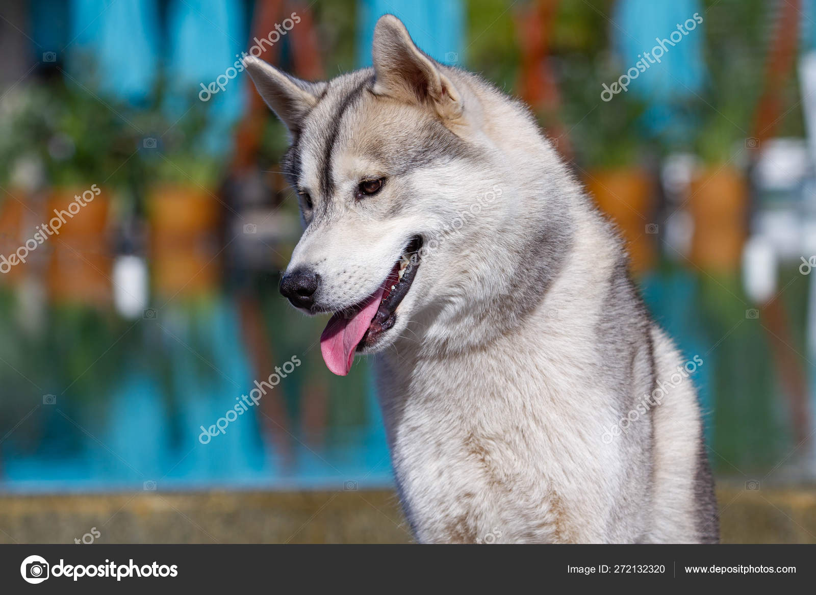 成熟したシベリアハスキーの雌犬が大きなプールの近くに座っています 背景は青です 雌犬は灰色と白い毛皮と青い目をしています 彼女は楽しみにしている ストック写真 C Manickafoto Gmail Com