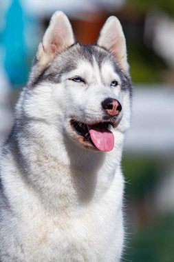 Olgun bir Sibirya husky dişi köpek büyük bir havuz yakınında oturuyor. Arka plan mavi. Bir kaltağın gri, beyaz kürkü ve mavi gözleri vardır. İleriye bakıyor..
