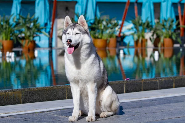 Eine reife sibirische Husky-Hündin sitzt in der Nähe eines großen Pools. der Hintergrund ist blau. eine Hündin hat grau-weißes Fell und blaue Augen. Sie freut sich. — Stockfoto