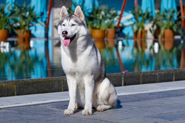 Eine reife sibirische Husky-Hündin sitzt in der Nähe eines großen Pools. der Hintergrund ist blau. eine Hündin hat grau-weißes Fell und blaue Augen. Sie freut sich. — Stockfoto