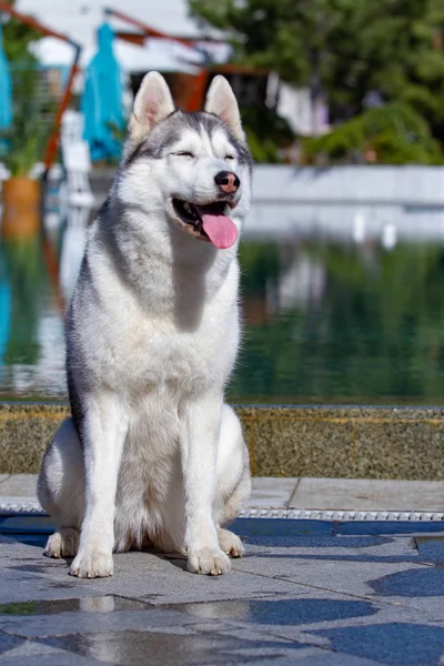 Eine reife sibirische Husky-Hündin sitzt in der Nähe eines großen Pools. der Hintergrund ist blau. eine Hündin hat grau-weißes Fell und blaue Augen. Sie freut sich. — Stockfoto