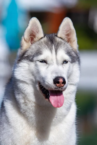 Olgun bir Sibirya husky dişi köpek büyük bir havuz yakınında oturuyor. Arka plan mavi. Bir kaltağın gri, beyaz kürkü ve mavi gözleri vardır. İleriye bakıyor..