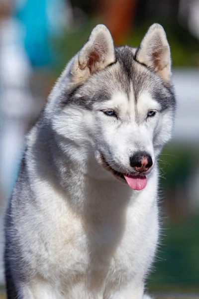 En mogen Siberian Husky kvinnlig hund sitter nära en stor pool. Bakgrunden är blå. En tik har grå och vit päls och blå ögon. Hon ser fram emot. — Stockfoto