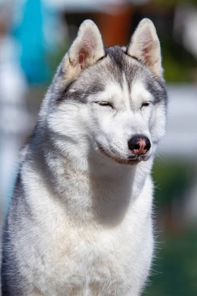 Seekor anjing betina serak Siberia dewasa duduk di dekat kolam besar. Latar belakangnya biru. Seorang jalang memiliki bulu abu-abu dan putih dan mata biru. Dia melihat ke depan . — Stok Foto